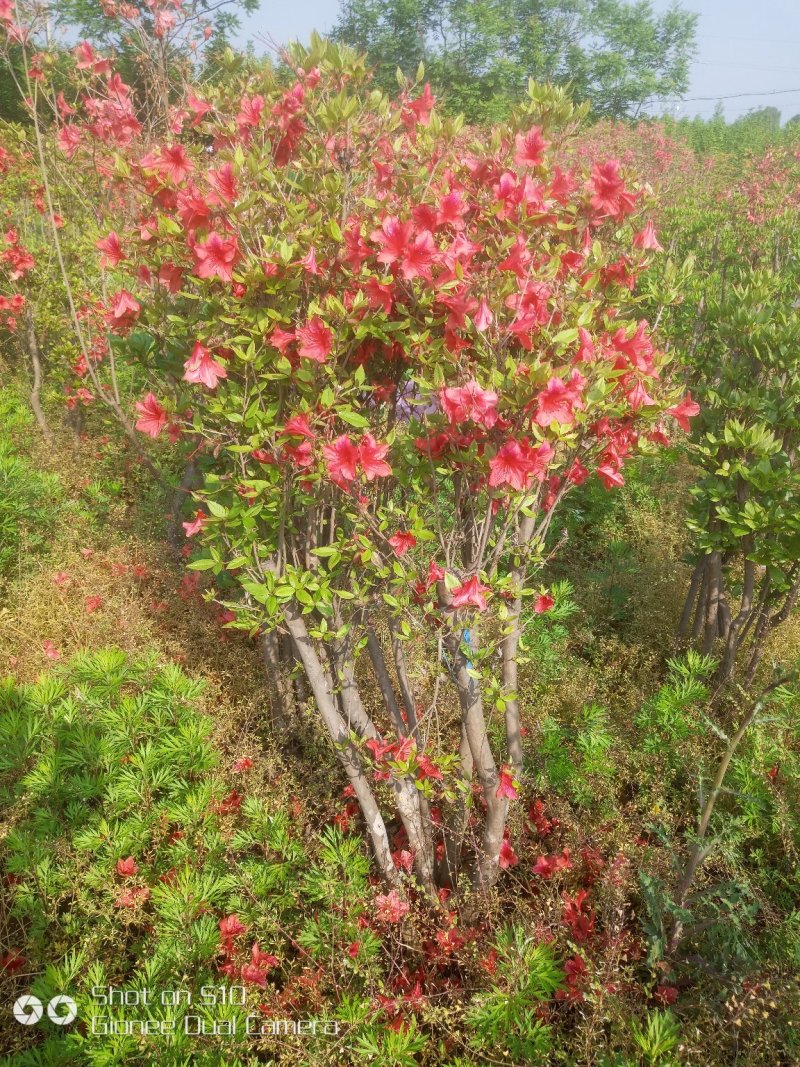 杜娟（映山红），丛生杜娟