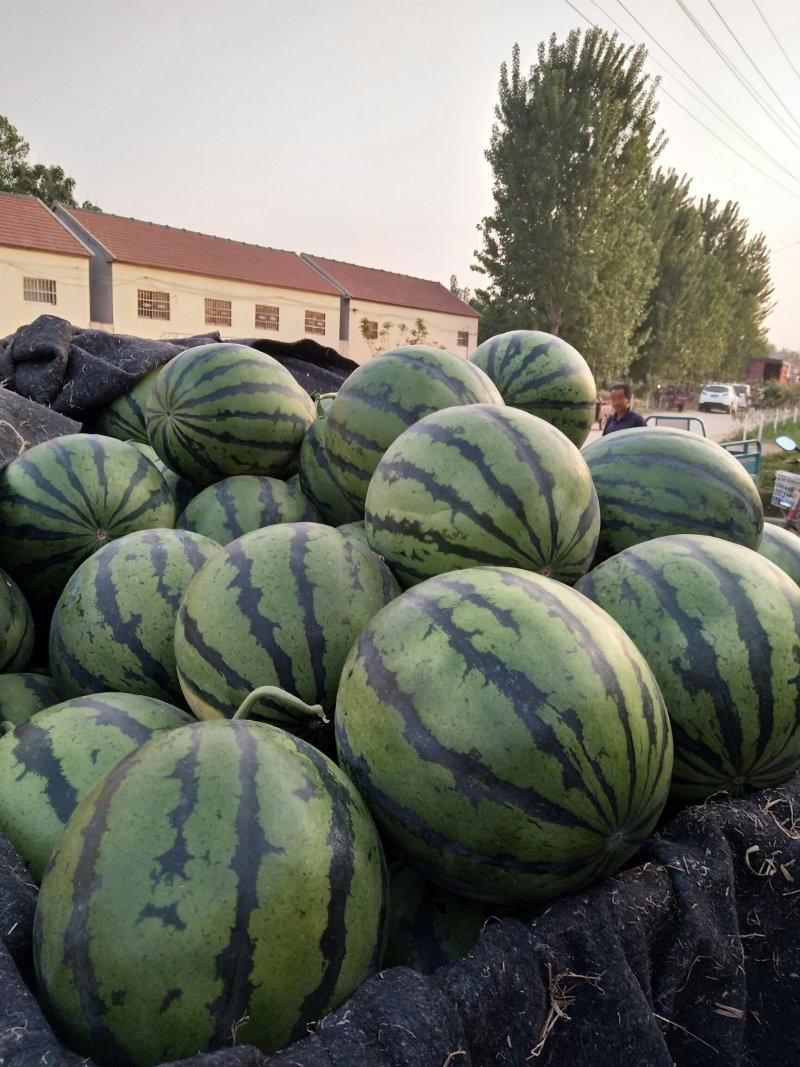 山东西瓜基地西瓜批发产地有京欣甜王双星大棚看货