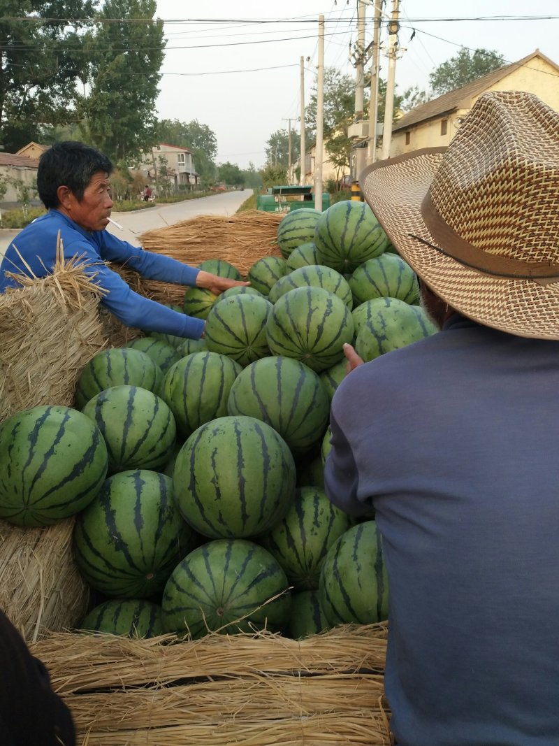 山东西瓜基地西瓜批发产地有京欣甜王双星大棚看货