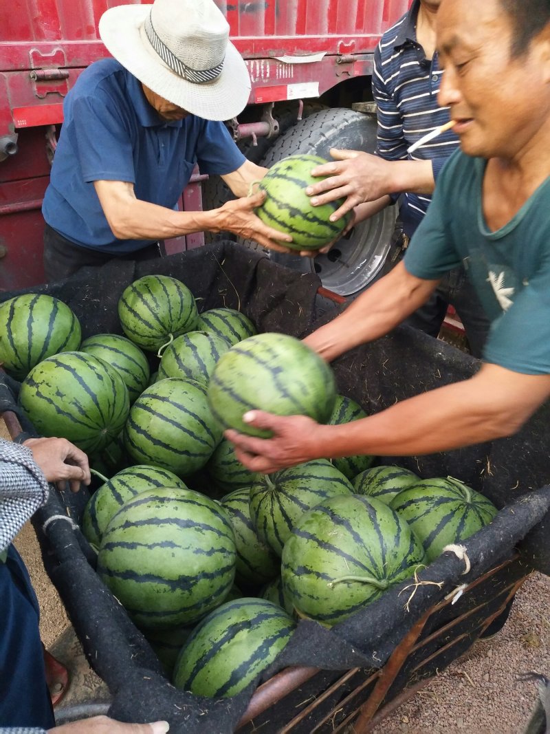 山东西瓜基地西瓜批发产地有京欣甜王双星大棚看货