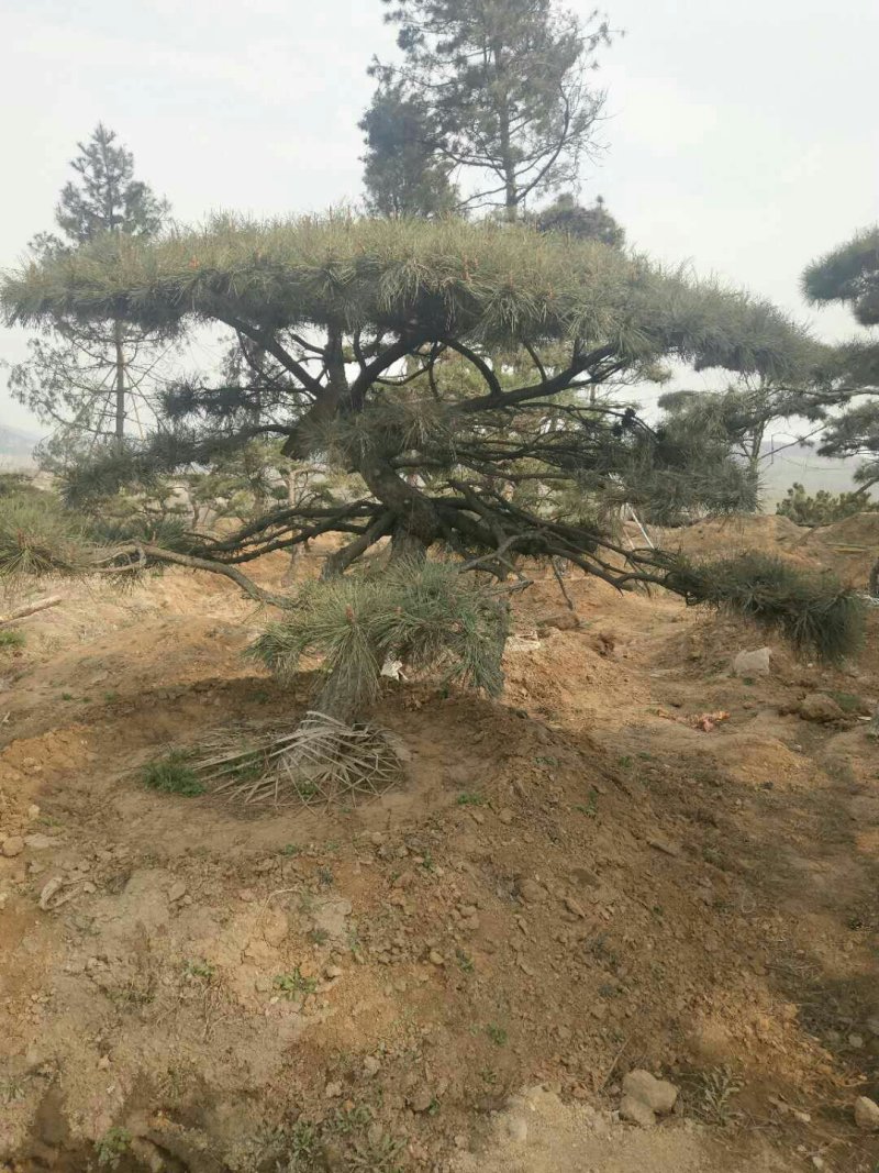 造型松
