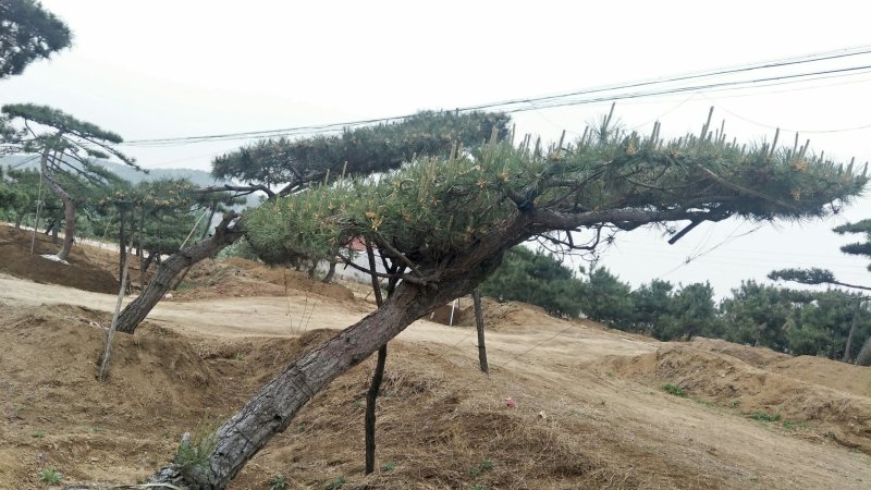 造型松