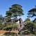 造型松