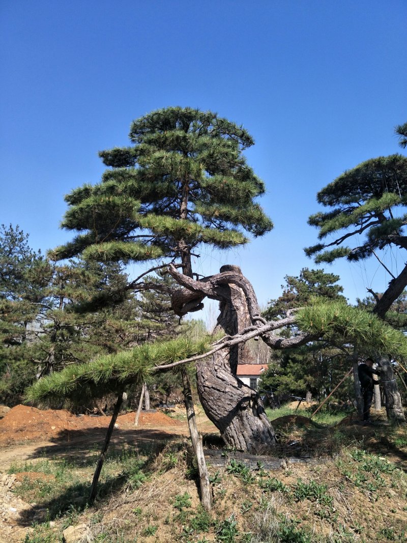 造型松