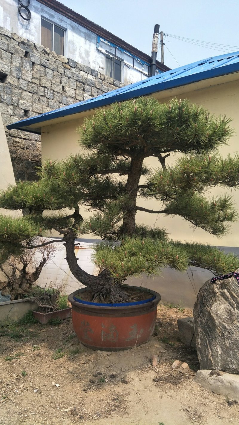 造型松