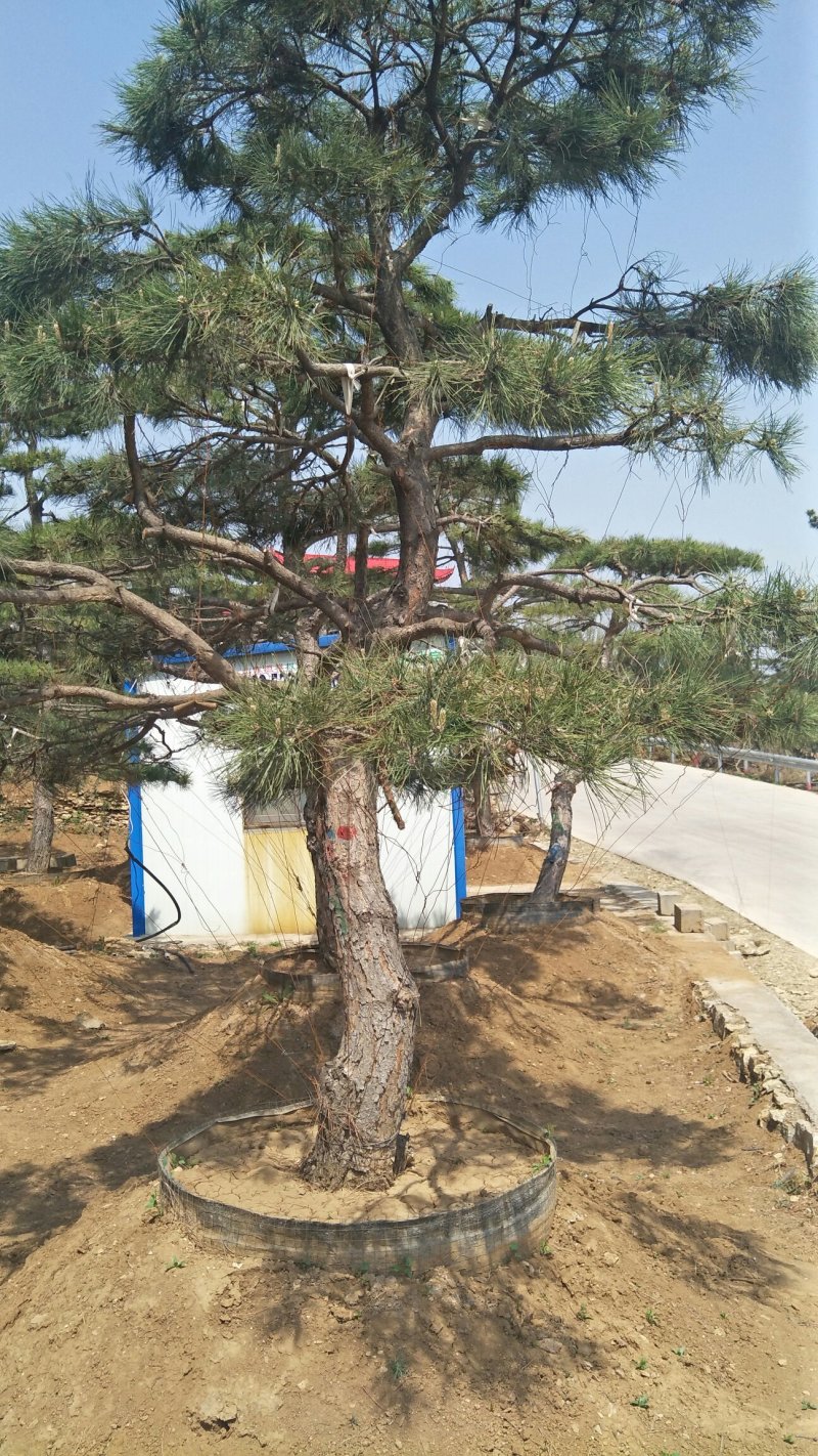 造型松