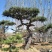造型松