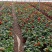室内花卉丽格海棠基地直发可视频看货量大价优