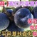 新品种黑巨王李子苗果实个头大甜度高【包邮】