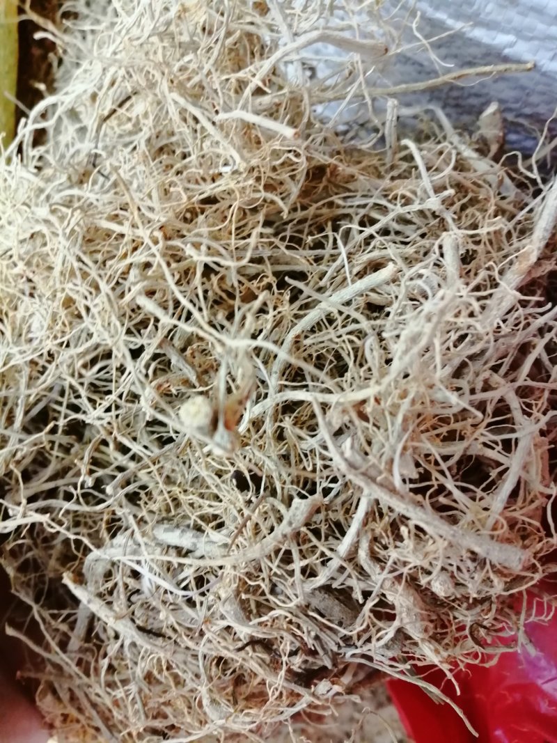 三七根，水洗田七须根，中药材三七须根，长期有货供应