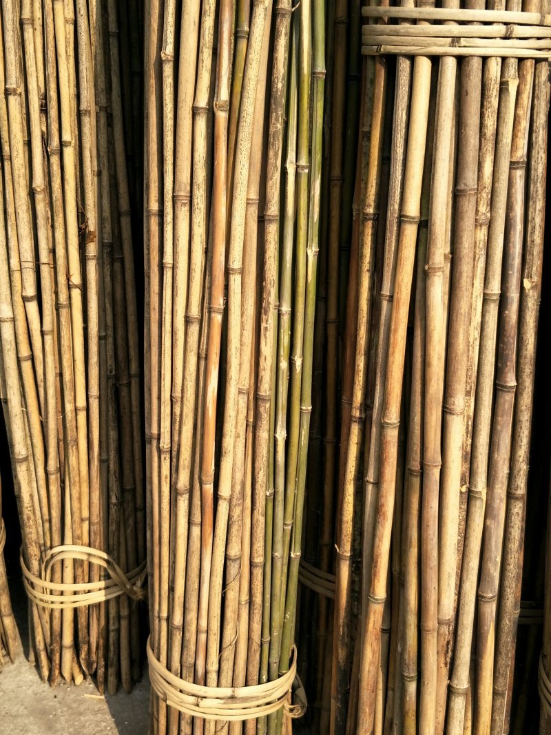 菜架竹子(欢迎来电）大棚竹竿，扶树竹竿，华蓥山直接发货
