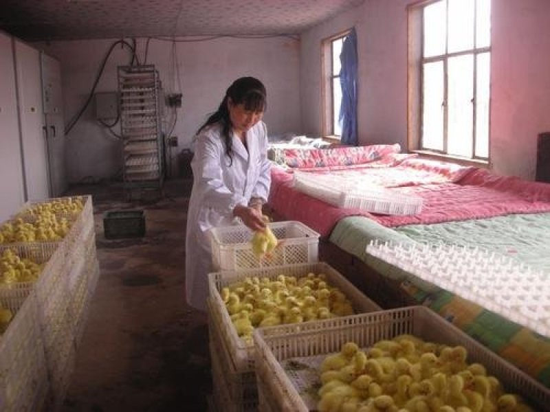 出售鹅苗，脱温鹅苗，品种有东北白鹅，大三花等品种