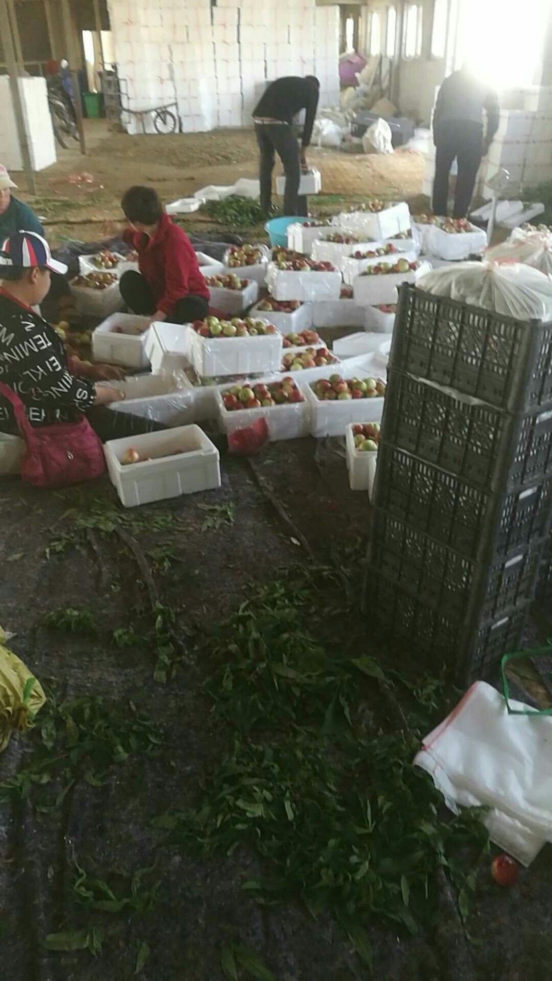 油桃曙光，中油4号黄心甜油桃，货量充足全国发货