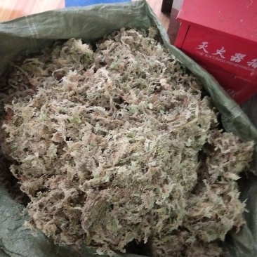 海花草、水苔