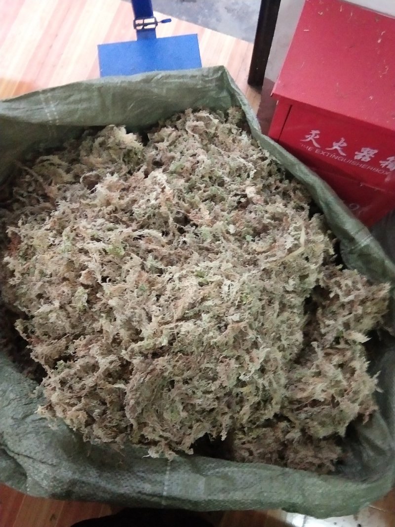 海花草、水苔
