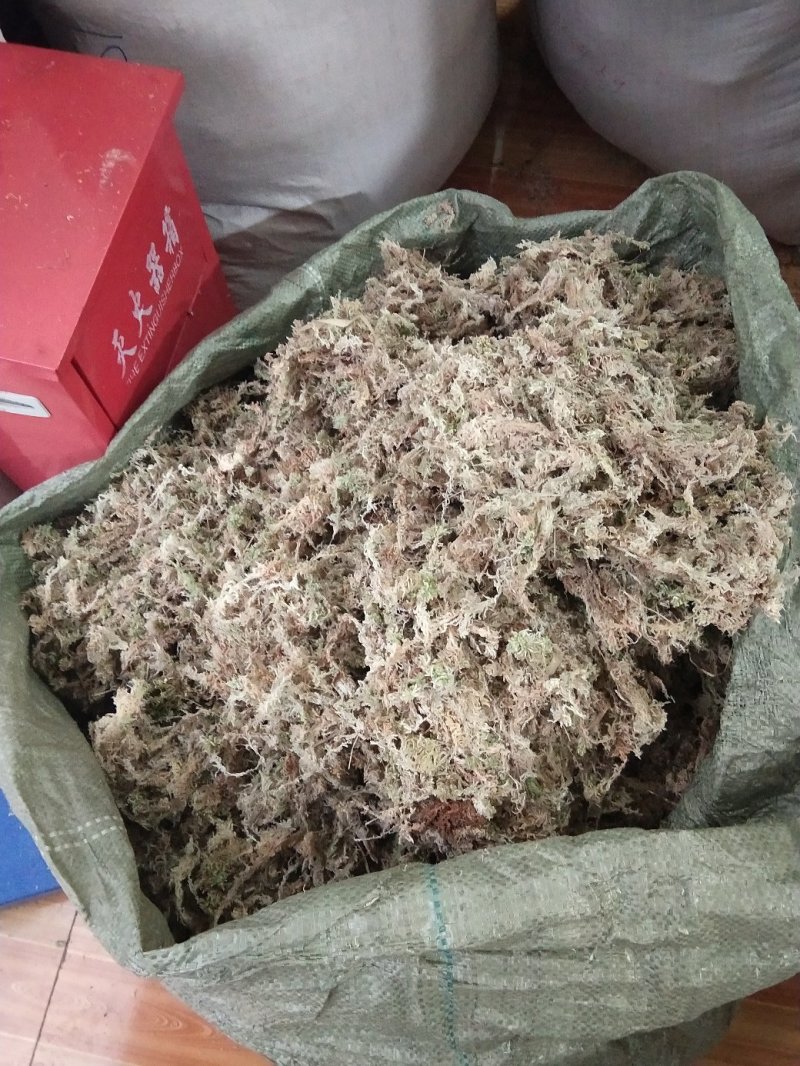 海花草、水苔