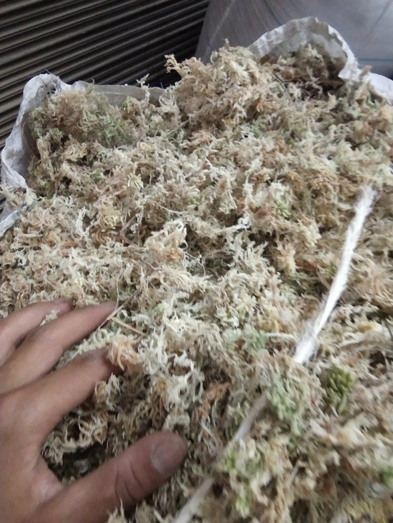 海花草、水苔