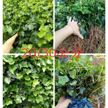 常春藤四季常青庭院绿化植物爬墙虎攀援植物常春