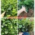 常春藤四季常青庭院绿化植物爬墙虎攀援植物常春