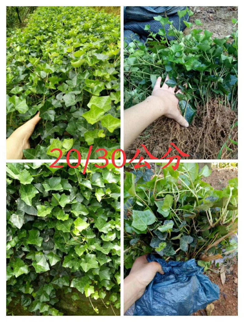 常春藤四季常青庭院绿化植物爬墙虎攀援植物常春