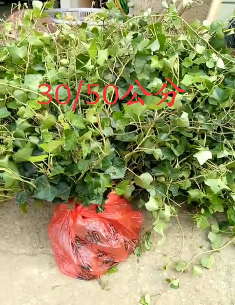常春藤四季常青庭院绿化植物爬墙虎攀援植物常春