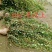 常春藤四季常青庭院绿化植物爬墙虎攀援植物常春