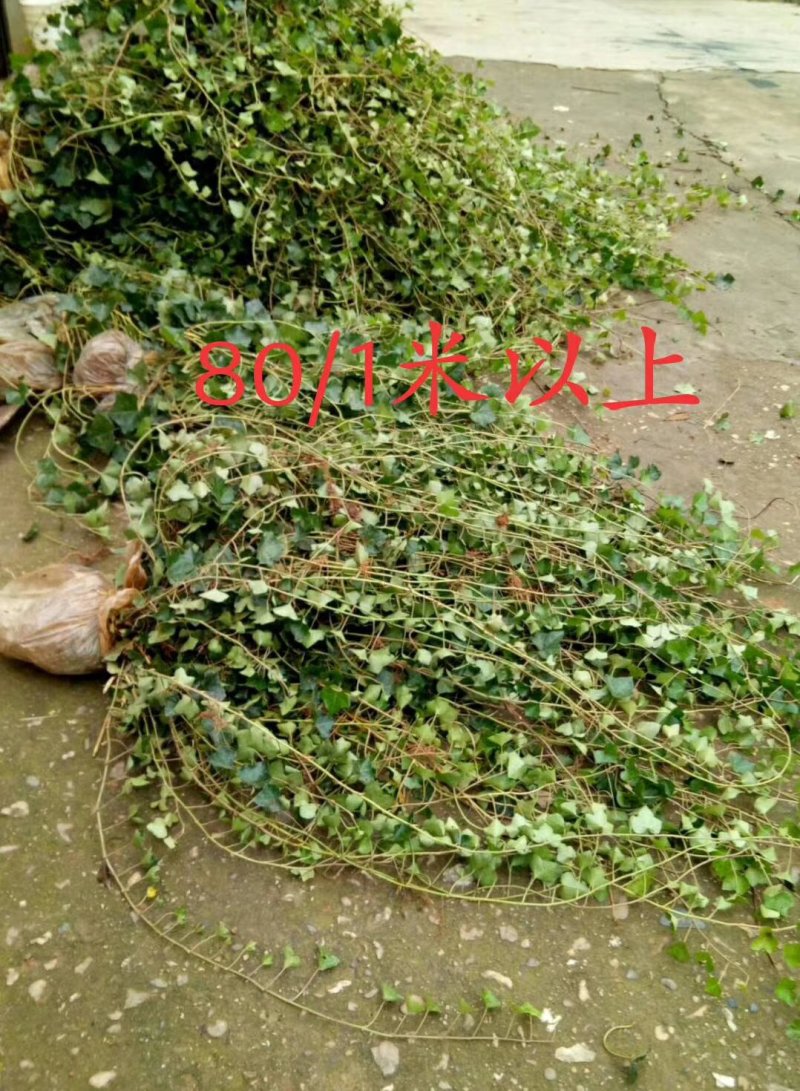 常春藤四季常青庭院绿化植物爬墙虎攀援植物常春