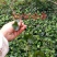 常春藤四季常青庭院绿化植物爬墙虎攀援植物常春