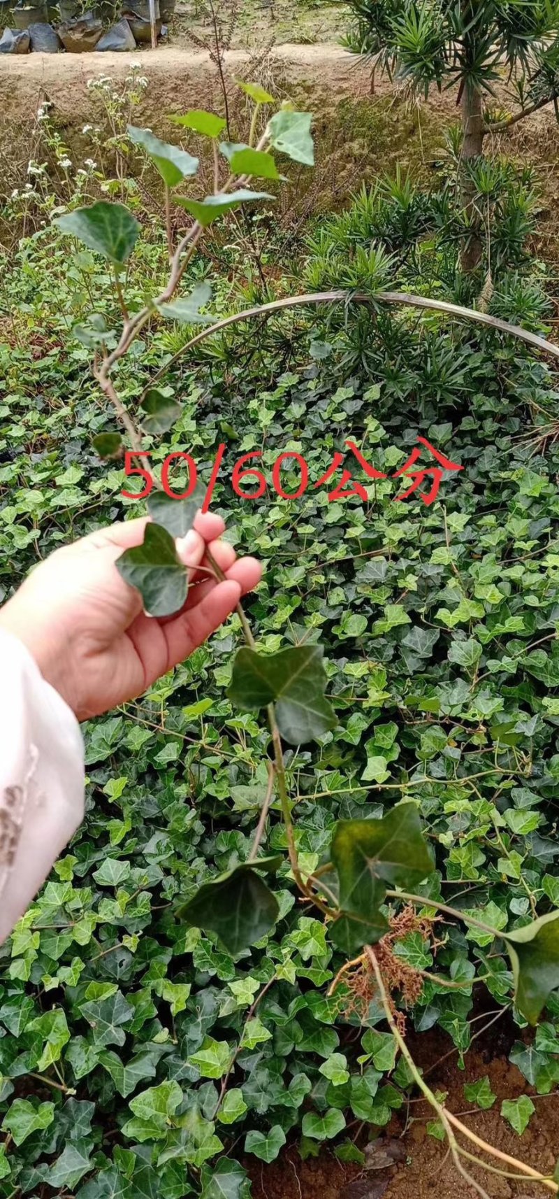 常春藤四季常青庭院绿化植物爬墙虎攀援植物常春