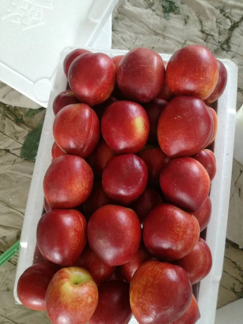 油桃