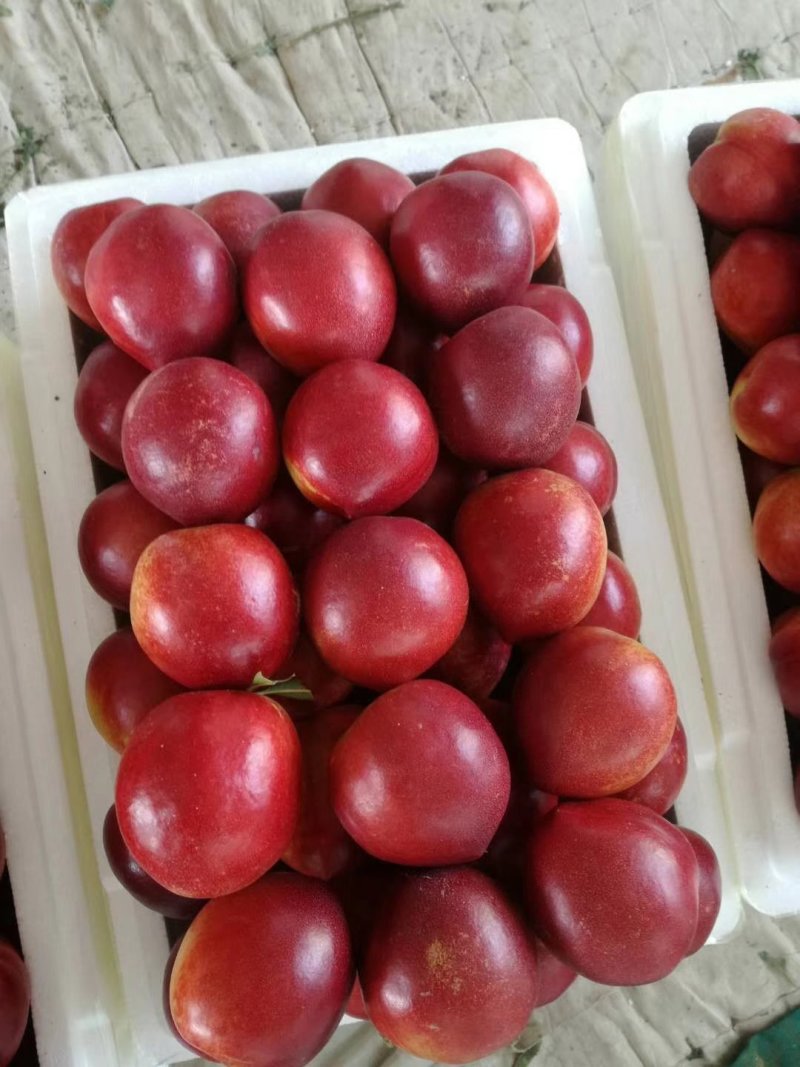 油桃