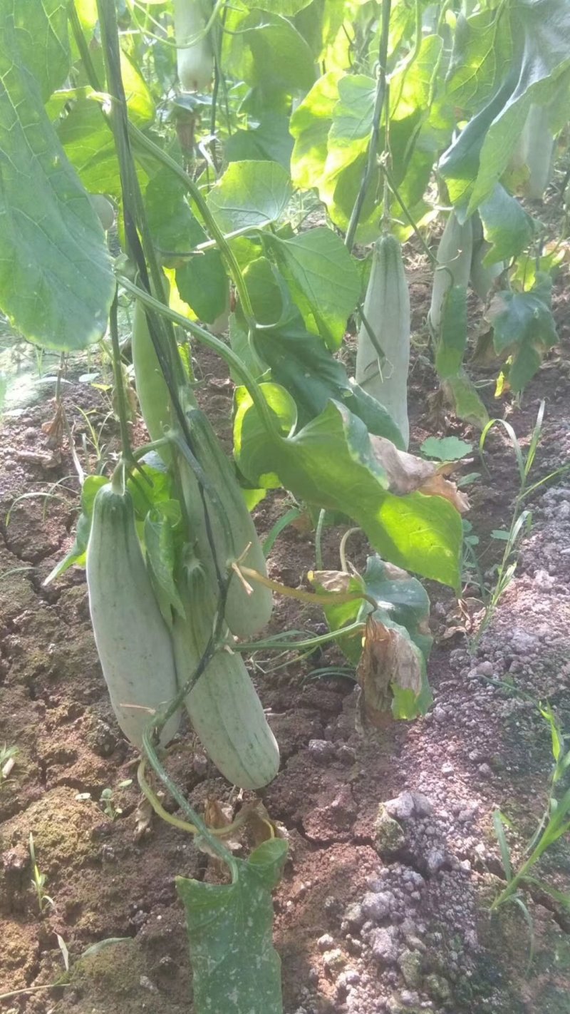 羊角蜜甜瓜