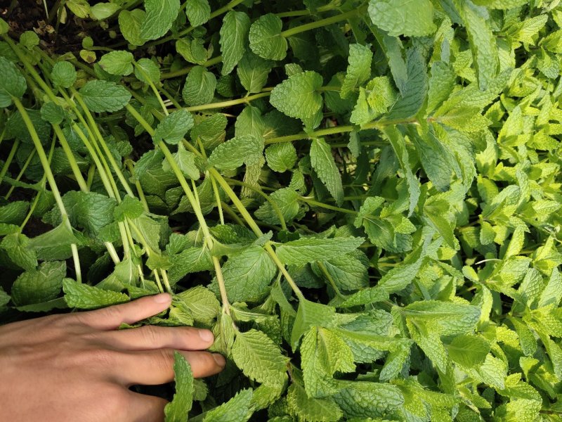 薄荷叶鲜薄荷量大质量好，可鲜食，支持各种化验检测。