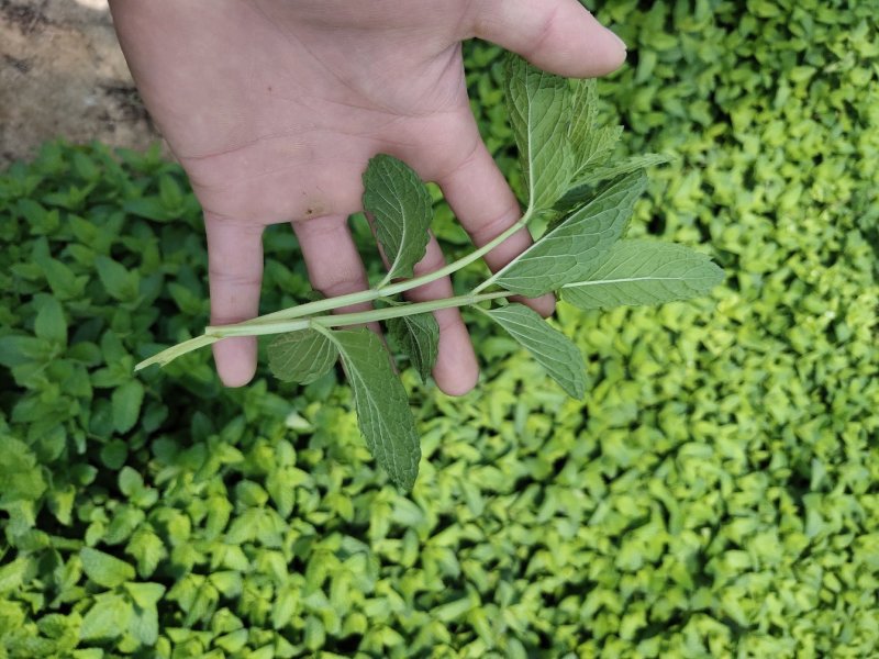 薄荷叶鲜薄荷量大质量好，可鲜食，支持各种化验检测。