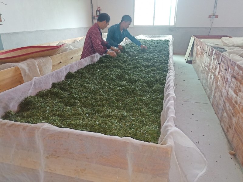 黄观音小种高山野茶