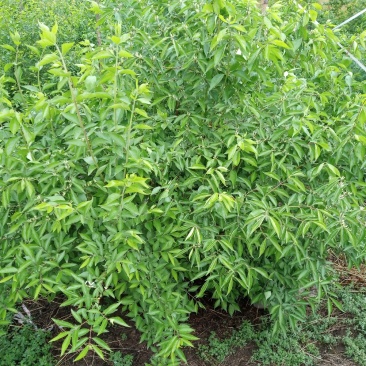 大拨金银木