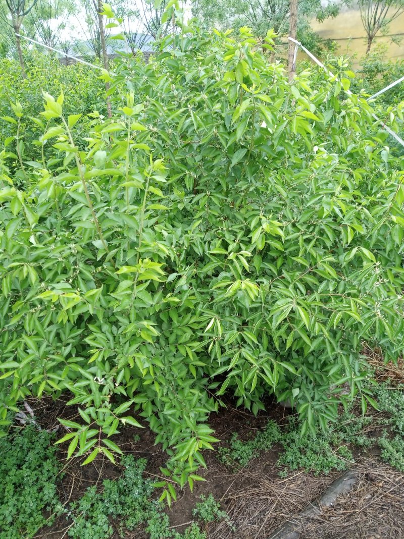 大拨金银木