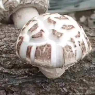 花菇