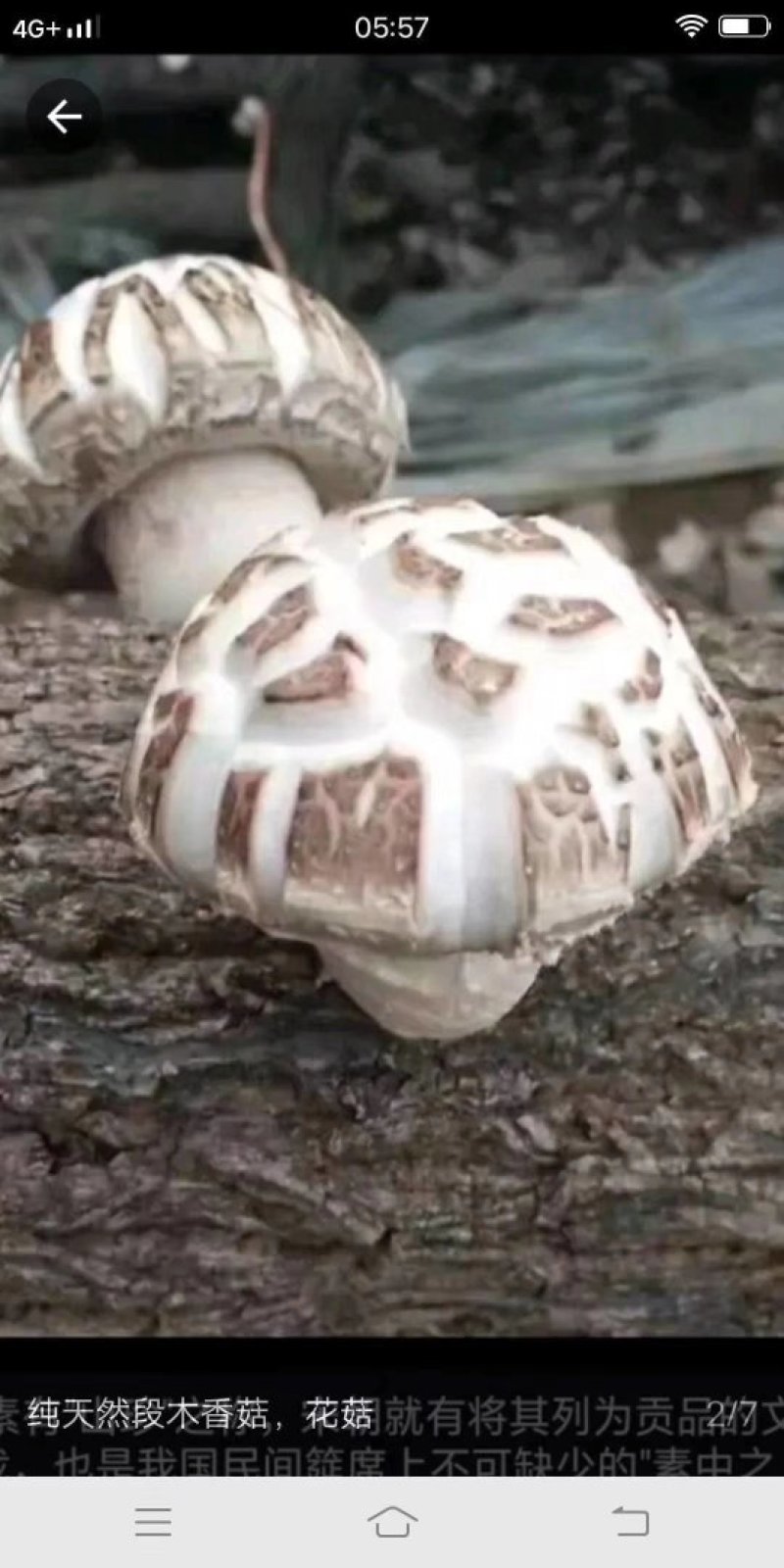 花菇