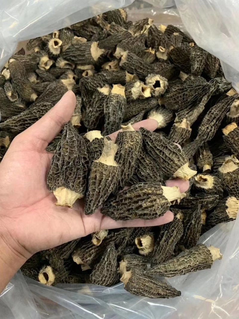 羊肚菌