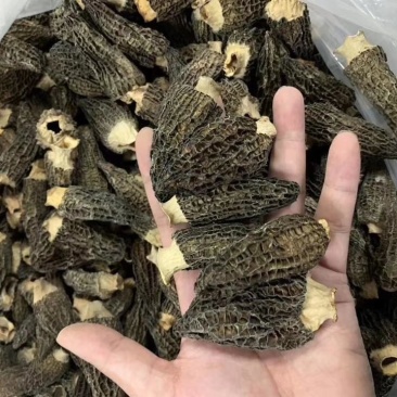 羊肚菌