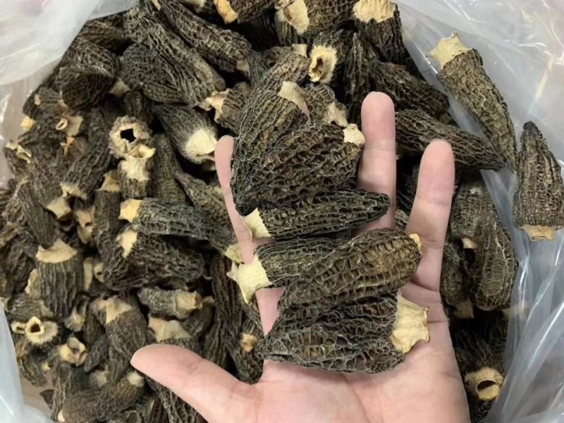 羊肚菌