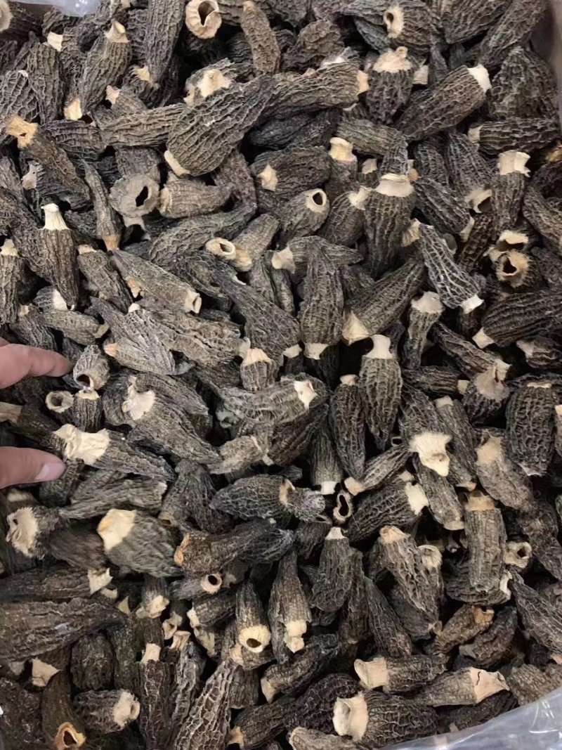 羊肚菌