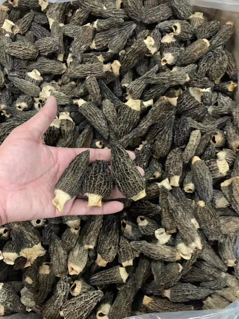 羊肚菌