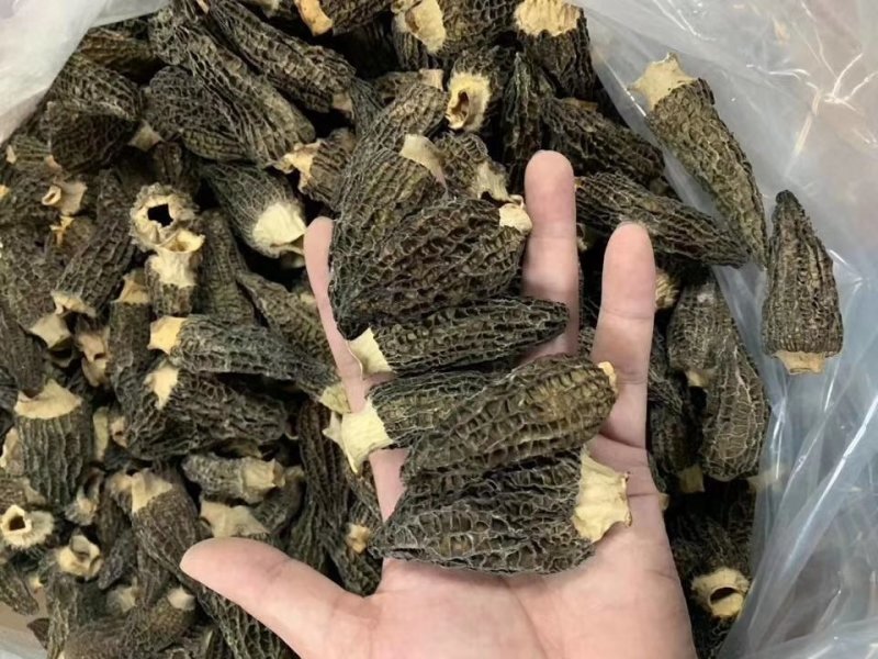 羊肚菌