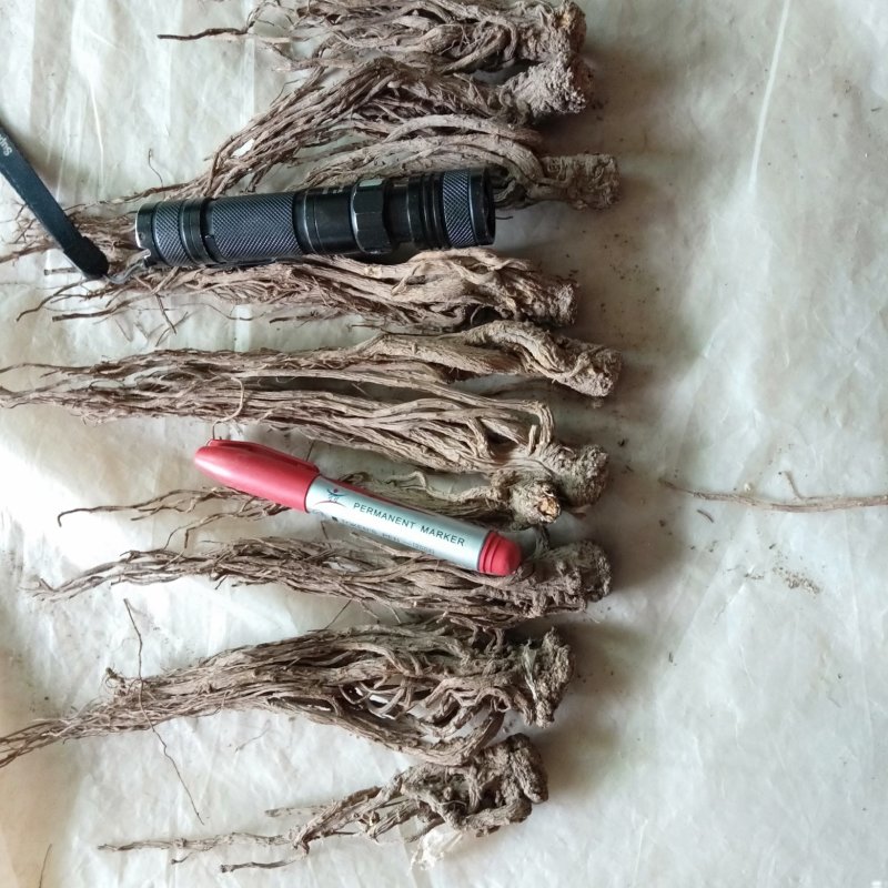 出售甘肃岷县当归质量颜色都是杠杠滴，好欢迎新老客户前来选