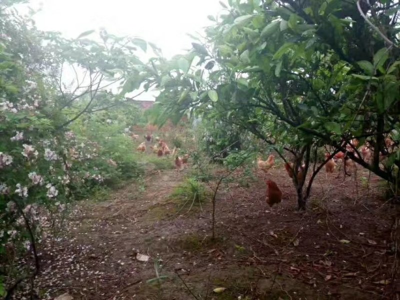 林下散养土鸡蛋