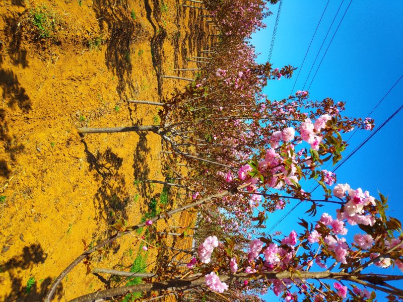 樱花