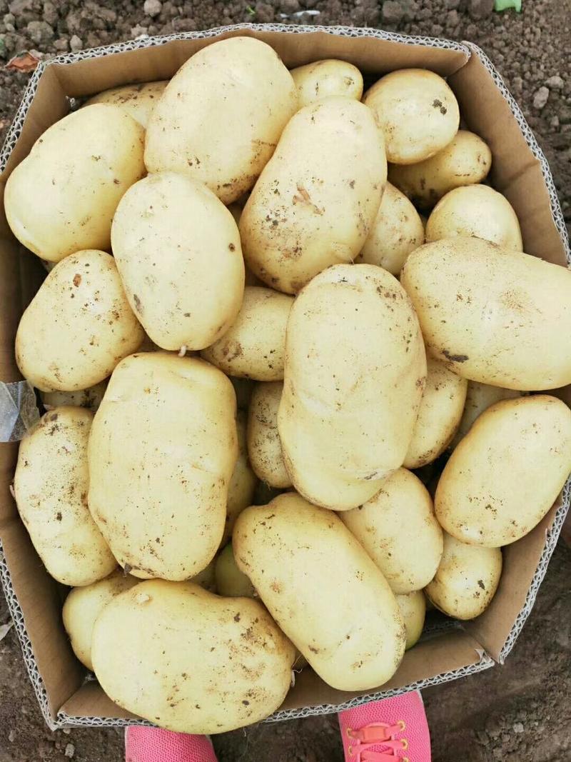 荷兰十五黄心土豆，大量有货，大量供应，鲜货，提供包装