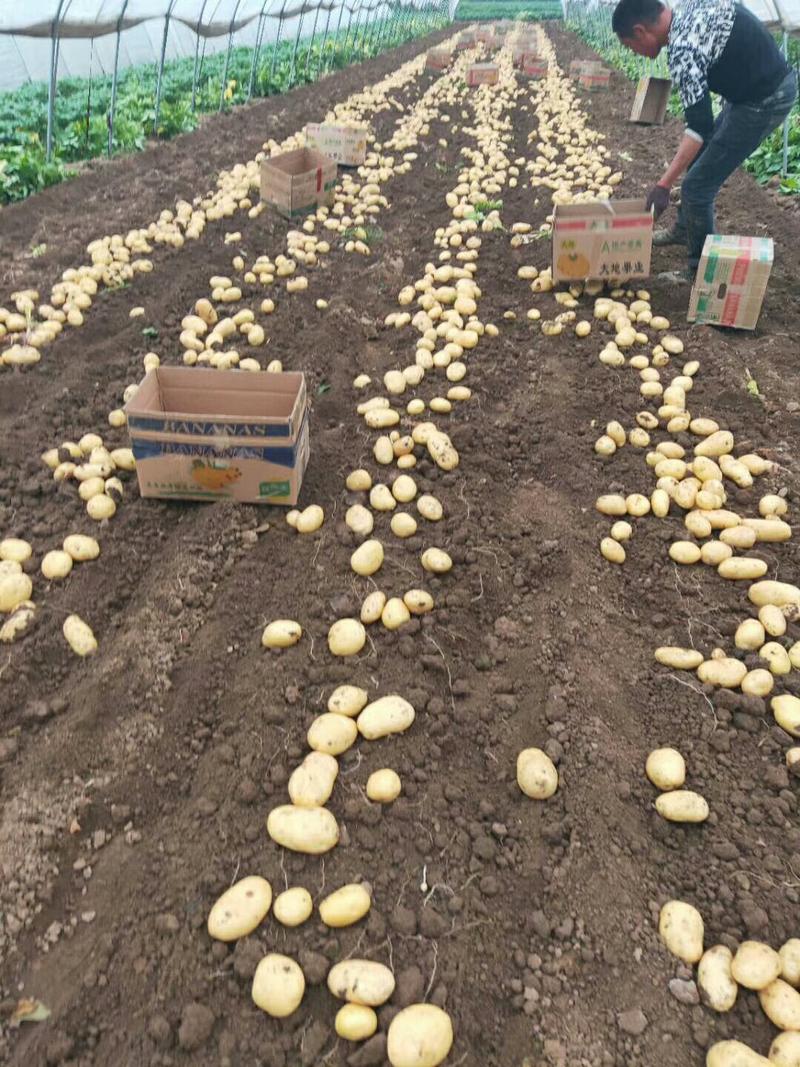荷兰十五黄心土豆，大量有货，大量供应，鲜货，提供包装
